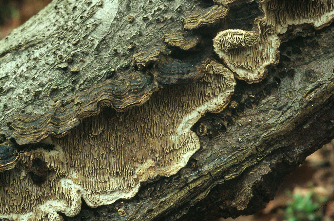 Imagem de Cerioporus mollis (Sommerf.) Zmitr. & Kovalenko 2016