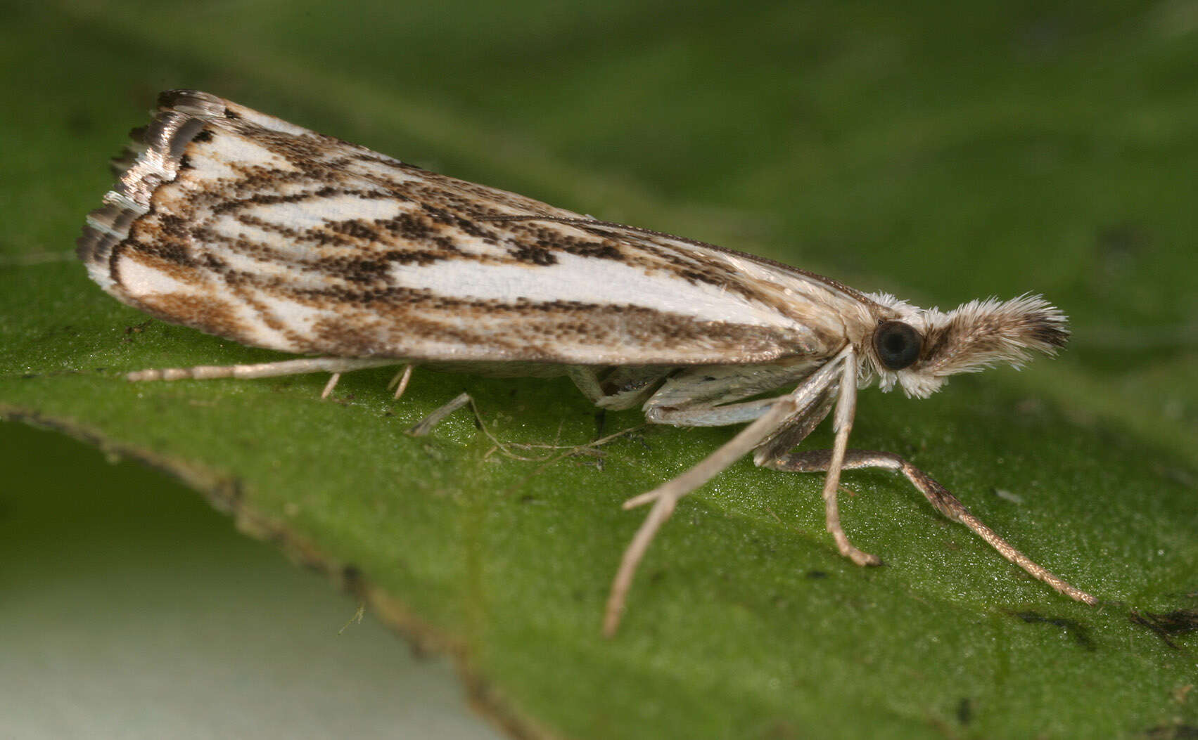 Image of Chequered Grass-veneer