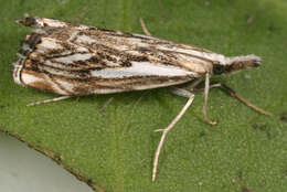 صورة Catoptria falsella Schiffermüller 1775