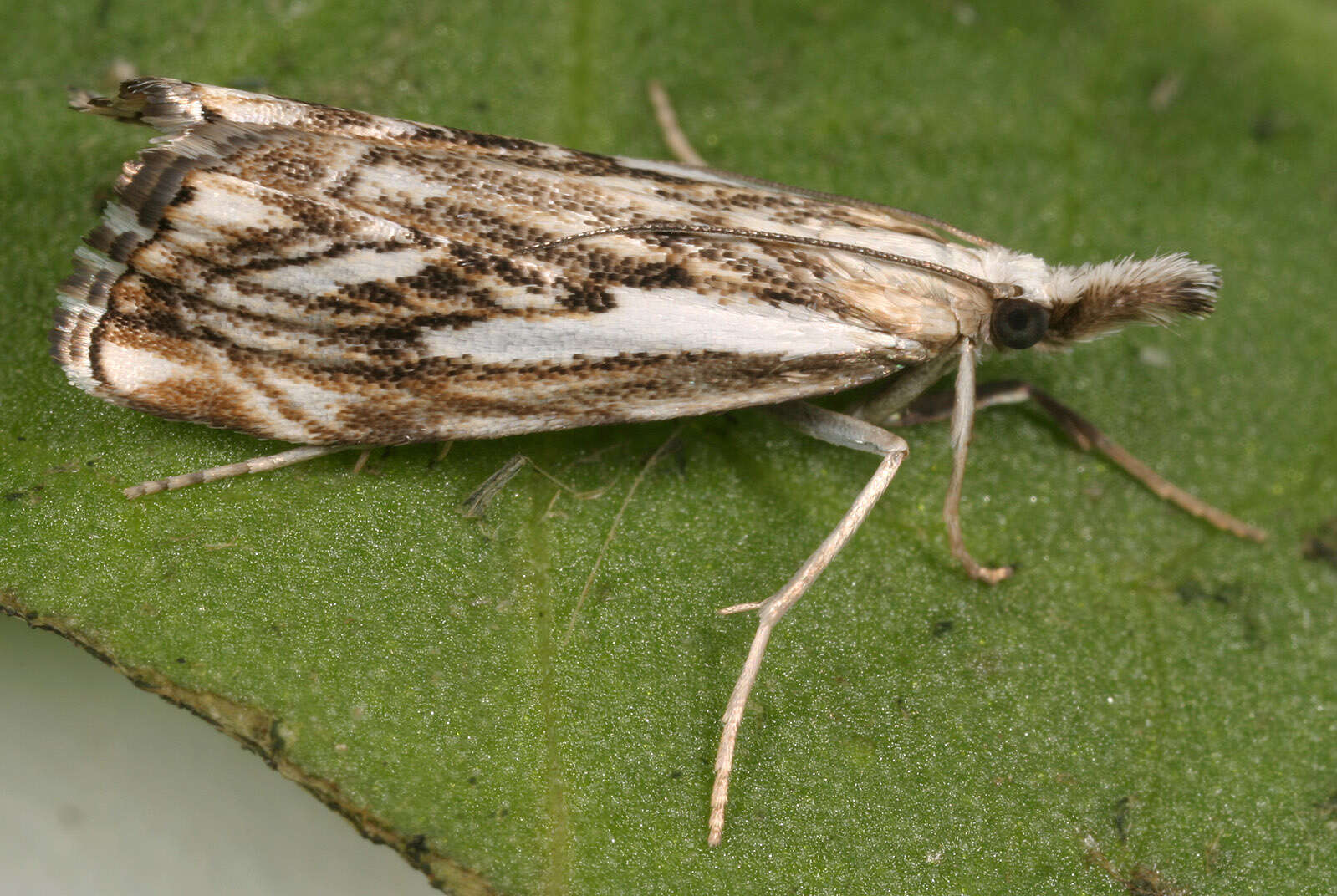 Image of Chequered Grass-veneer