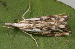 Image of Chequered Grass-veneer