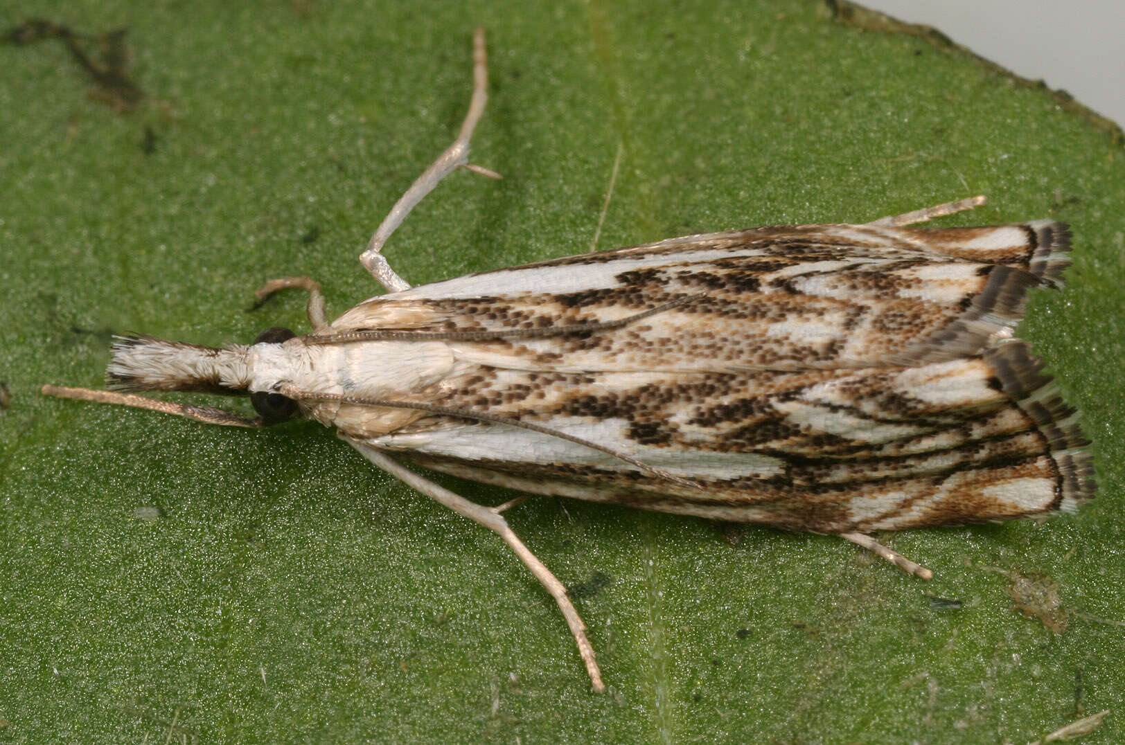 Image of Chequered Grass-veneer