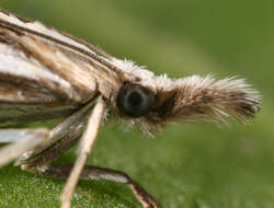 Image of Chequered Grass-veneer