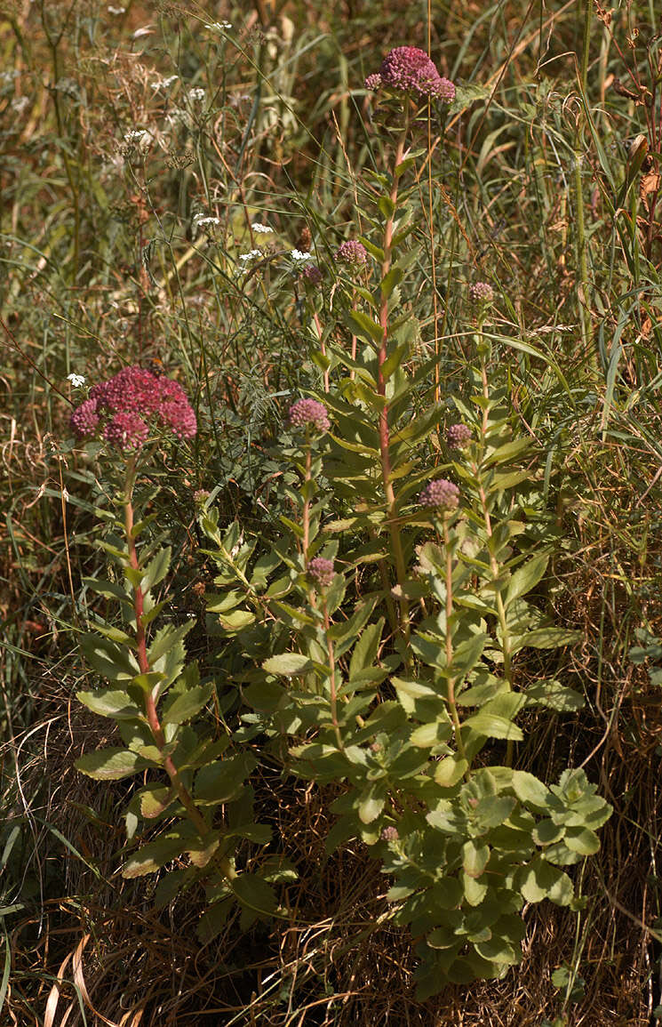 Image de Hylotelephium telephium subsp. telephium