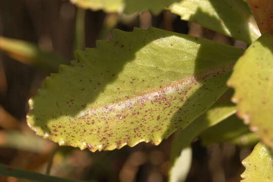 Image de Hylotelephium telephium subsp. telephium