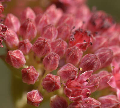 Image de Hylotelephium telephium subsp. telephium