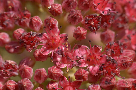 Image de Hylotelephium telephium subsp. telephium