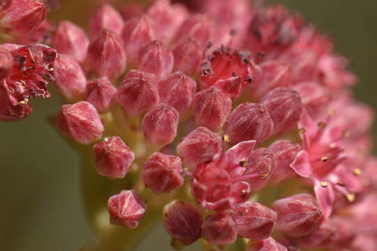 Image de Hylotelephium telephium subsp. telephium