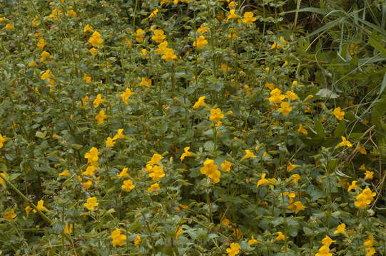 Image of Mimulus guttatus