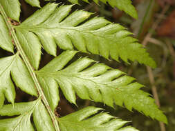 Image of hard shield-fern