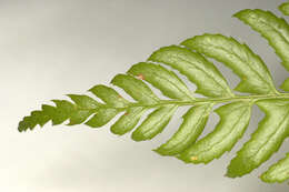 Image of hard shield-fern