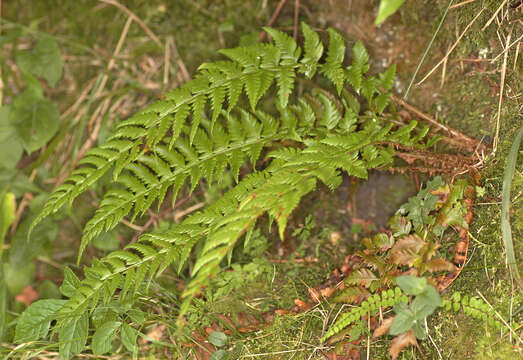 Слика од Polystichum aculeatum (L.) Roth