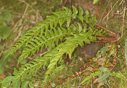 Image of hard shield-fern