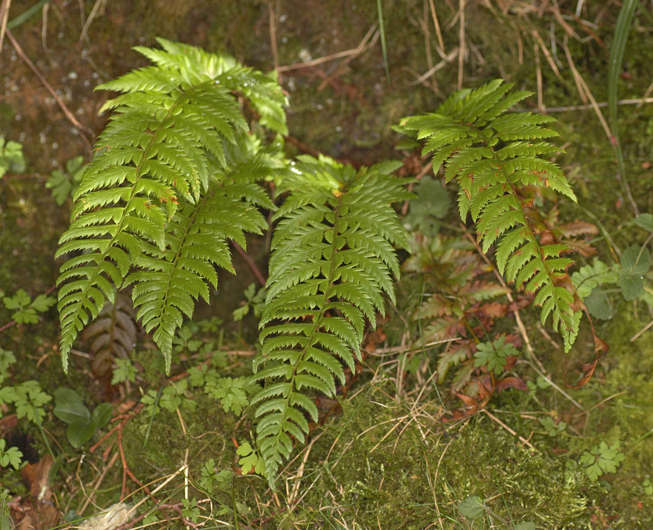 Image of hard shield-fern