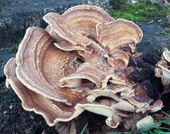 Image de Polypore géant