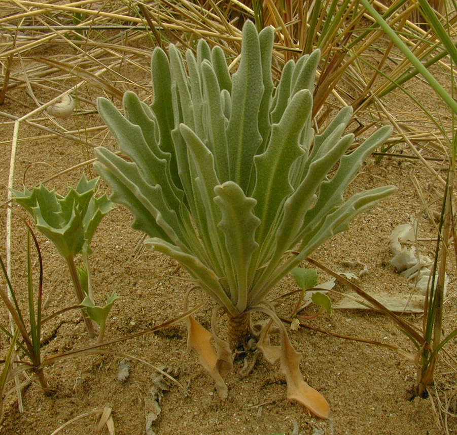 Image de giroflée des dunes