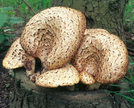 Image of dryad's saddle