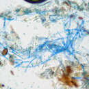 Image of Trichoderma