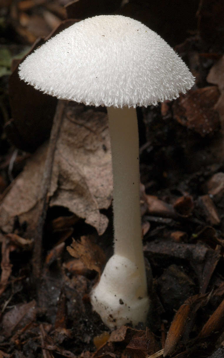 Image of Volvariella hypopithys (Fr.) Shaffer 1957