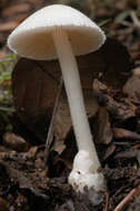 Image of Volvariella hypopithys (Fr.) Shaffer 1957