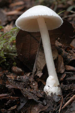 Image of Volvariella hypopithys (Fr.) Shaffer 1957