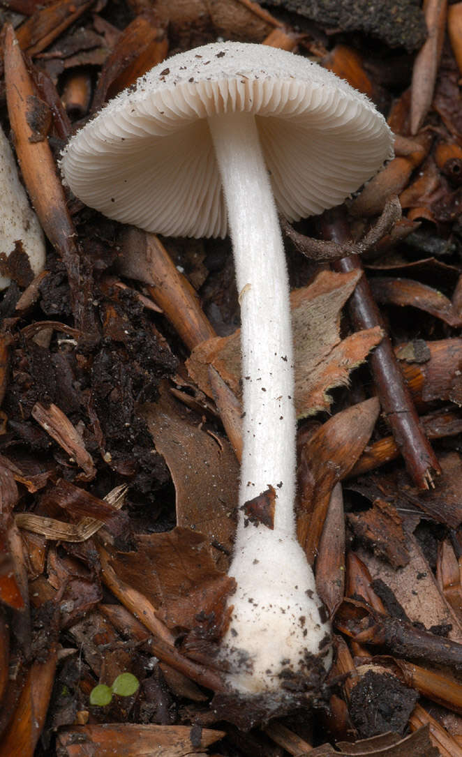 Image of Volvariella hypopithys (Fr.) Shaffer 1957