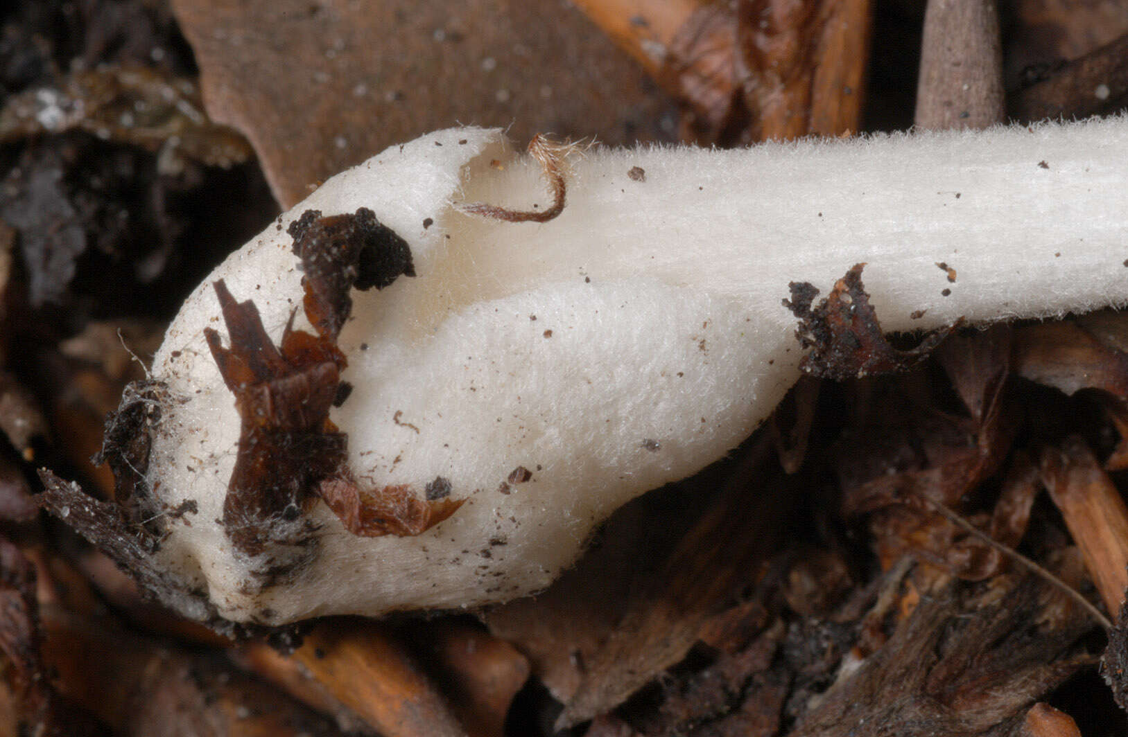 Image of Volvariella hypopithys (Fr.) Shaffer 1957