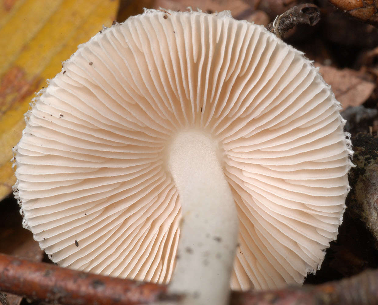 Image of Volvariella hypopithys (Fr.) Shaffer 1957