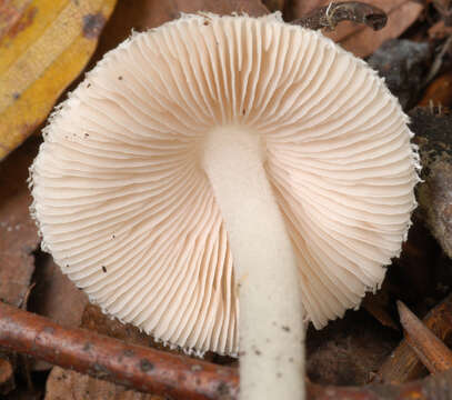 Image of Volvariella hypopithys (Fr.) Shaffer 1957