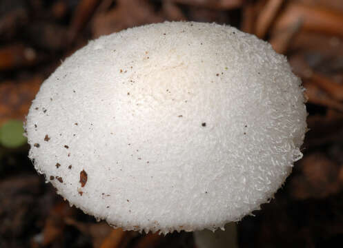 Image of Volvariella hypopithys (Fr.) Shaffer 1957