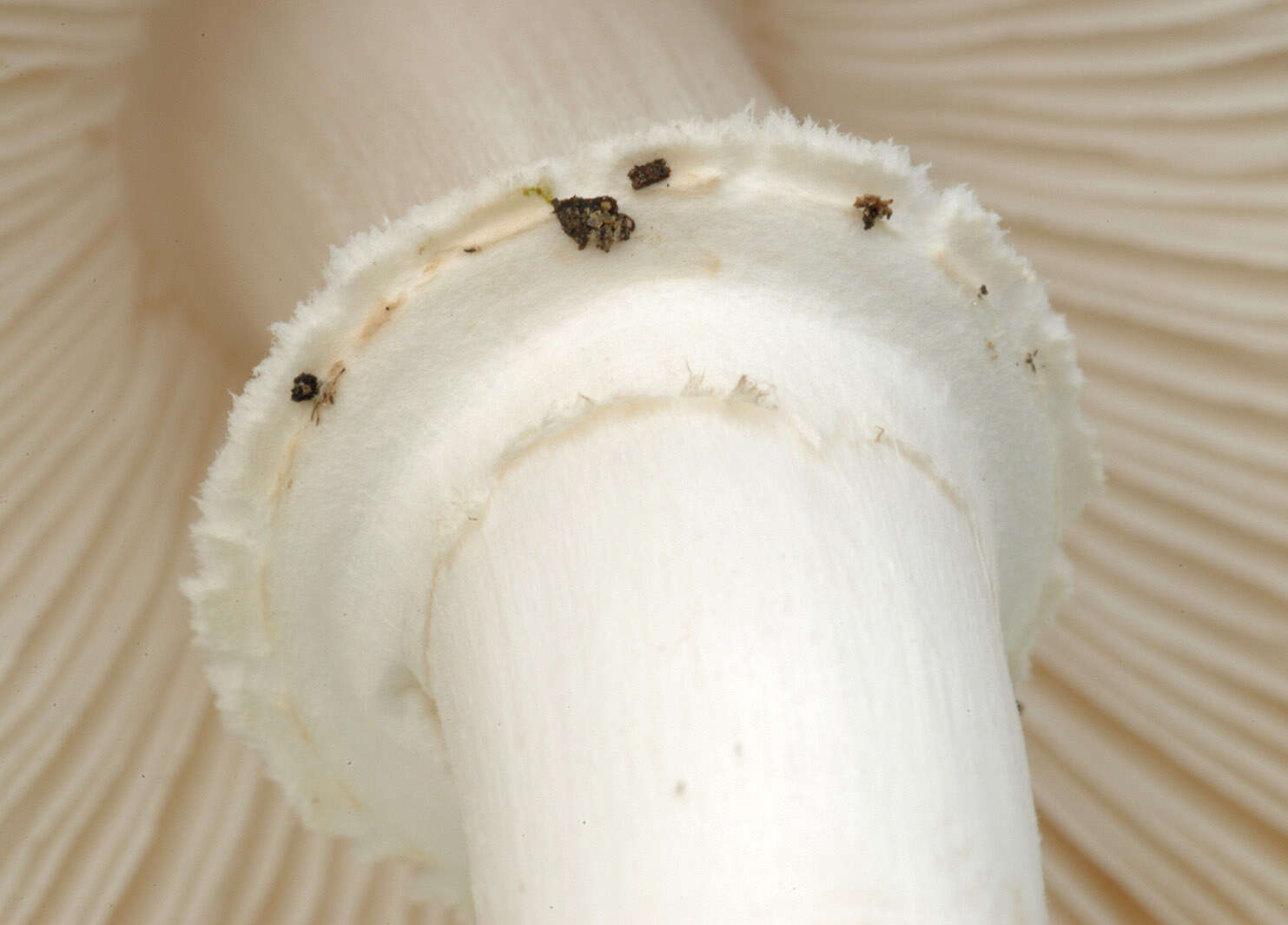 Plancia ëd Leucoagaricus leucothites (Vittad.) Wasser 1977