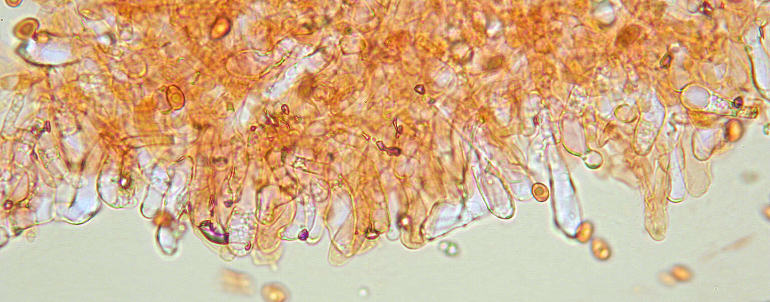 Plancia ëd Leucoagaricus leucothites (Vittad.) Wasser 1977