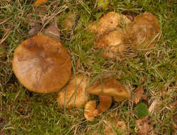 Image of Pseudoboletus parasiticus (Bull.) Šutara 1991