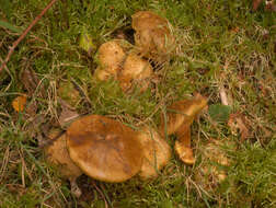 Image of Pseudoboletus parasiticus (Bull.) Šutara 1991