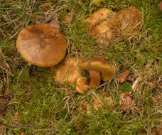 Image of Pseudoboletus parasiticus (Bull.) Šutara 1991