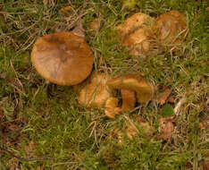 Image of Pseudoboletus parasiticus (Bull.) Šutara 1991