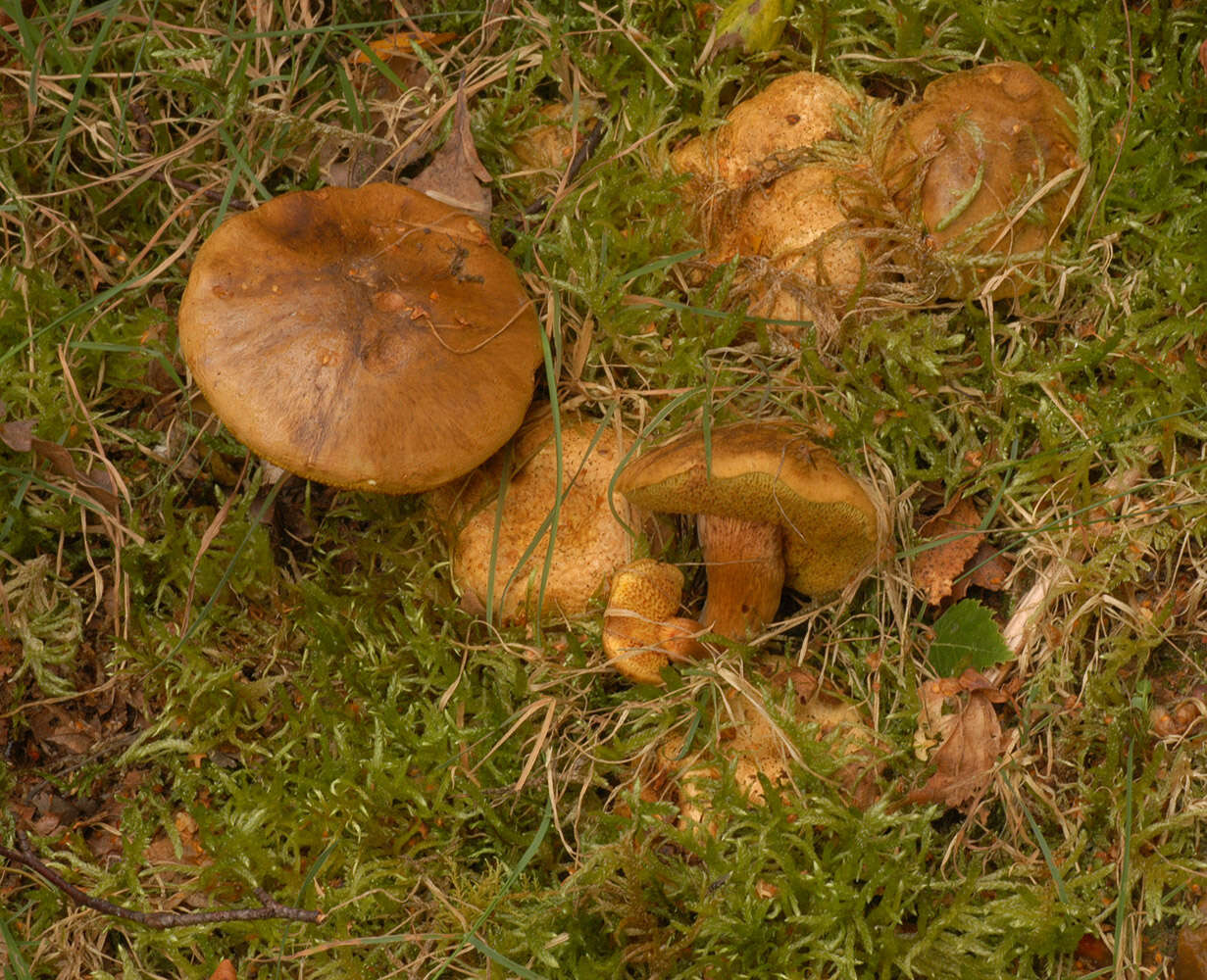 Image of Pseudoboletus parasiticus (Bull.) Šutara 1991