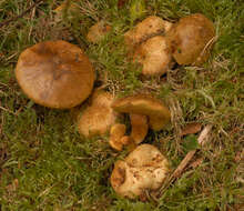 Image of Pseudoboletus parasiticus (Bull.) Šutara 1991