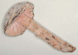 Image of Mycogone rosea Link 1809