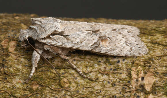 Image de Lithophane ornitopus lactipennis Dadd 1911