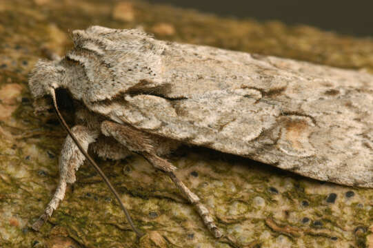 Image de Lithophane ornitopus lactipennis Dadd 1911