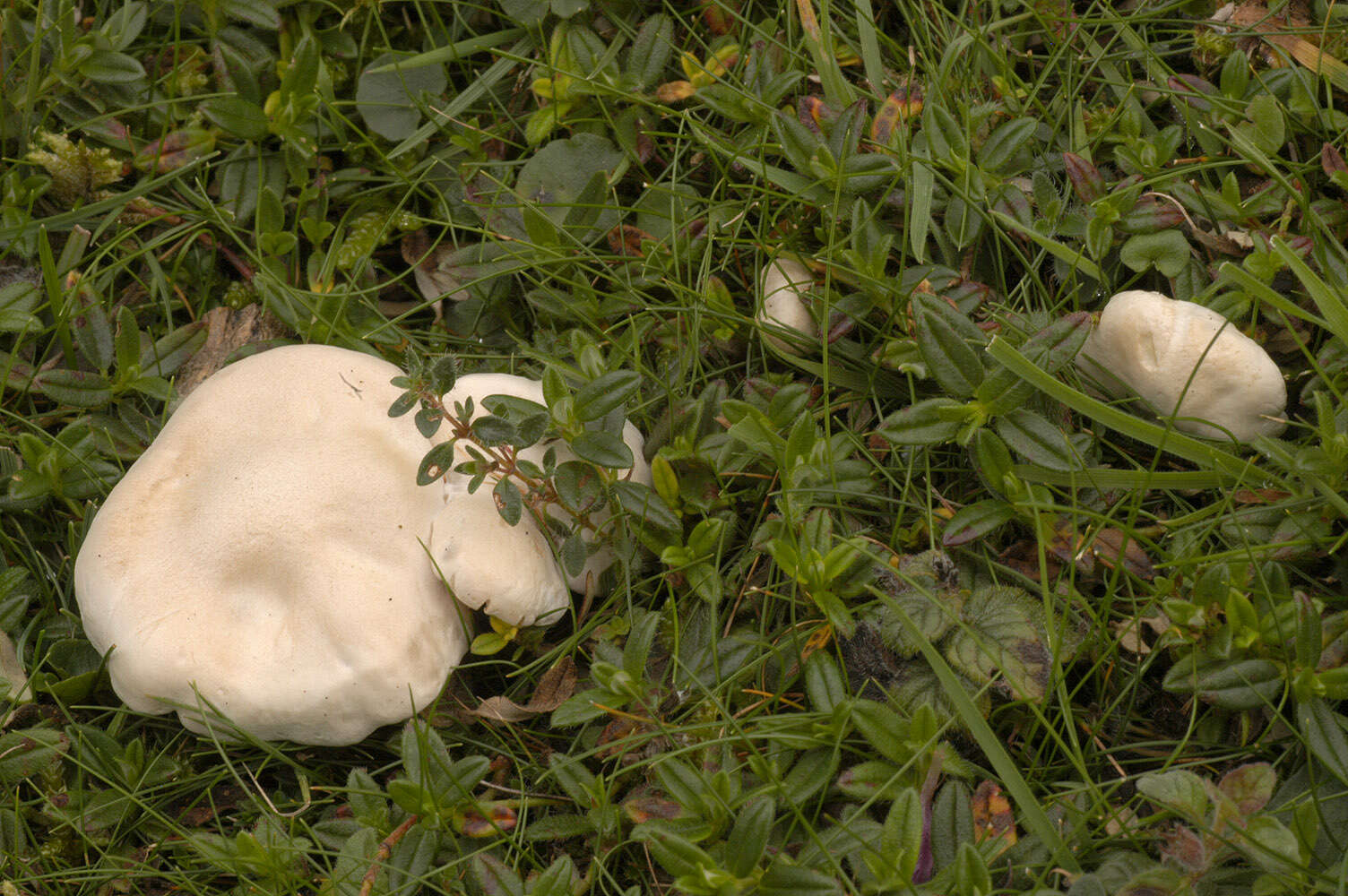 Image of Sweetbread mushroom