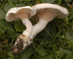 Image of Sweetbread mushroom