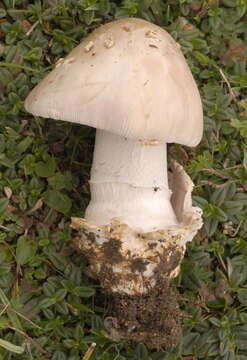 Image of Amanita vaginata (Bull.) Lam. 1783