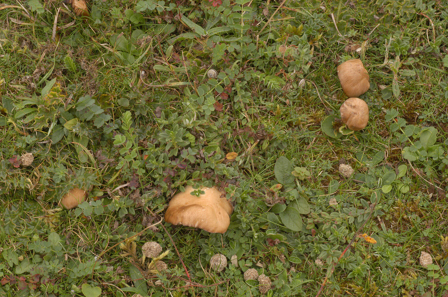 Image of Lyophyllum eustygium (Cooke) Clémençon 1982