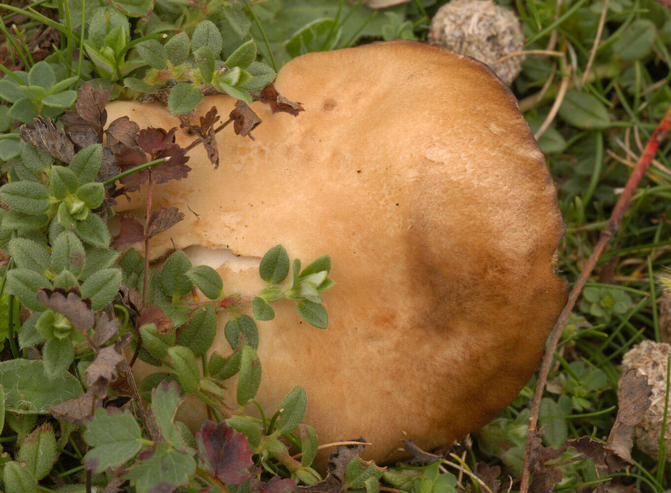 Image of Lyophyllum eustygium (Cooke) Clémençon 1982