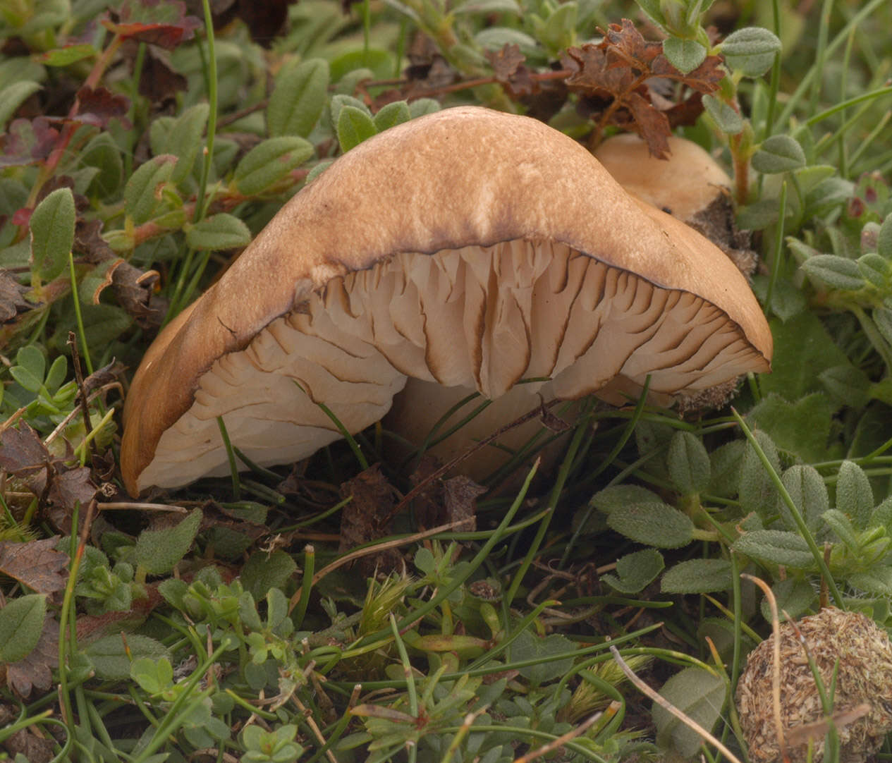 Слика од Lyophyllum eustygium (Cooke) Clémençon 1982