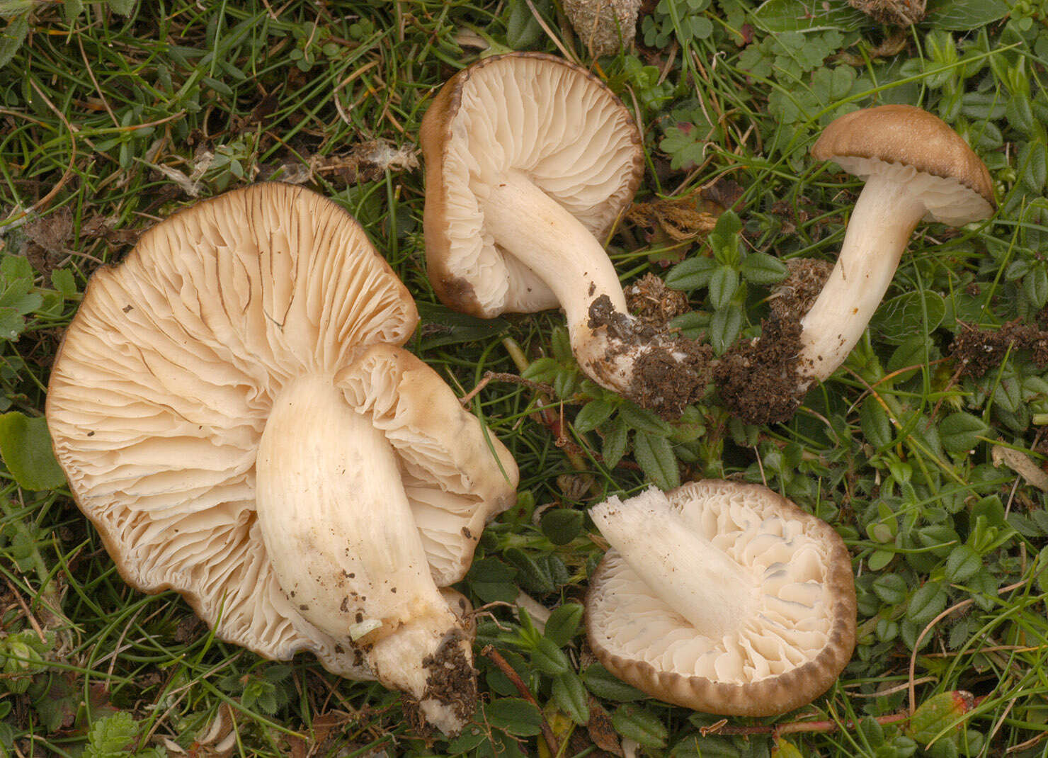 Image of Lyophyllum eustygium (Cooke) Clémençon 1982