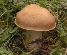 Image of Cortinarius infractus (Pers.) Fr. 1838