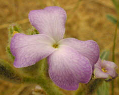 Image de giroflée des dunes